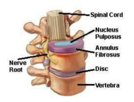 Figure 2: Spine Anatomy
